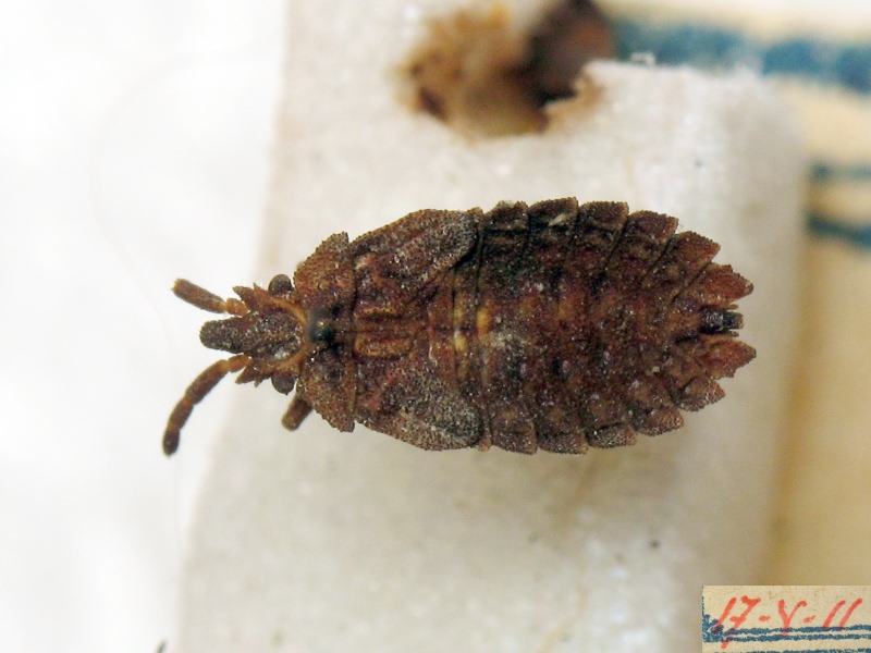 Aradus cinnamomeus Panzer, 1806